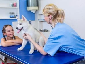 深圳市宝安民治宠物120急救中心 低价专业服务，守护宠物健康