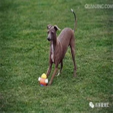 德阳专业宠物狗托管训练多少钱？宠物服务费用全解析