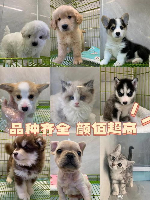 南宁宠物市场指南 实体店挑选与专业售后一站式服务