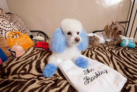 国庆带狗狗出游全攻略 带上心爱的它，来一场说走就走的旅行