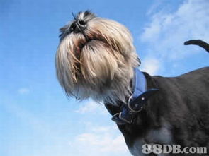 宠物护理服务 全方位指南，从用品到专业服务