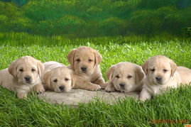 宝宝贝贝 宠物服务店铺装修与产品图片全解析