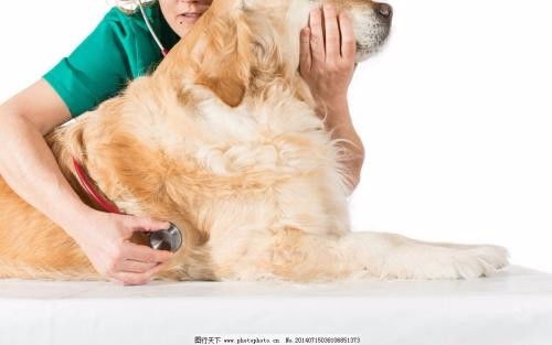 深圳市南山蛇口24小时宠物医院上门服务详解