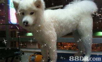 全面关爱您的爱宠 jet pet 爱犬事务所专业服务指南