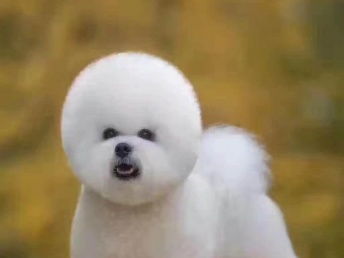 宠物家生活会馆 北京宠物服务，专业呵护您的宠物宝贝