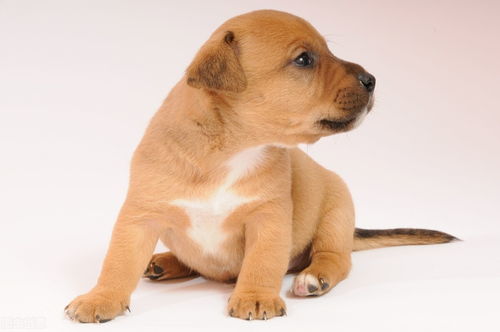 养宠新手指南 如何选择宠物、注意事项与宠物服务